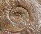 Pseudogrammoceras Ammonite - France #4334-5